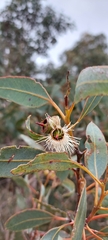 Eucalyptus cosmophylla