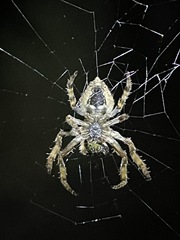 Eriophora