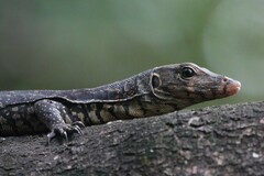 Varanus salvator macromaculatus