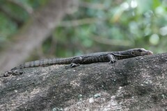 Varanus salvator macromaculatus