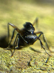 Polyrhachis