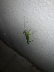 Tettigonia viridissima