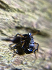 Polyrhachis