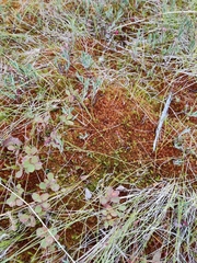 Sphagnum fuscum