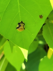 Laccoptera nepalensis