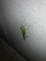 Tettigonia viridissima