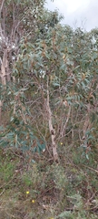 Eucalyptus cosmophylla