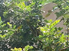 Chamaeleo chamaeleon