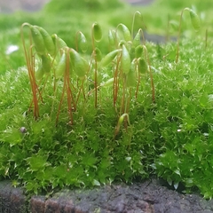 Ptychostomum capillare