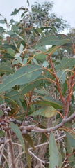 Eucalyptus cosmophylla