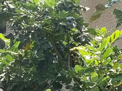 Chamaeleo chamaeleon