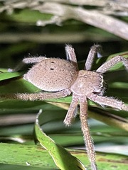 Neosparassus