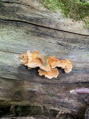 Pycnoporellus fulgens