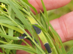 Asteromyia euthamiae