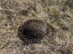 Tachyglossus aculeatus