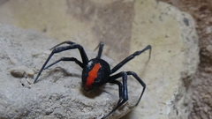 Latrodectus cinctus
