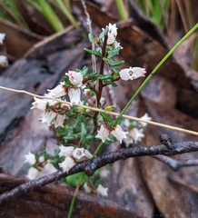 Cryptandra tomentosa
