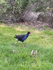 Porphyrio melanotus