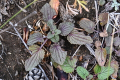 Dracocephalum nutans