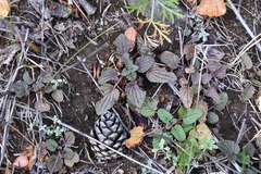 Dracocephalum nutans