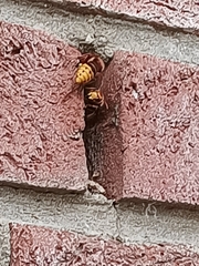 Vespa crabro