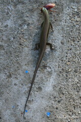 Eutropis