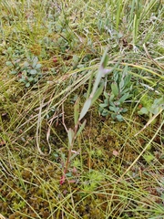 Vaccinioideae