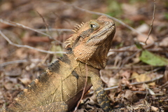 Intellagama lesueurii