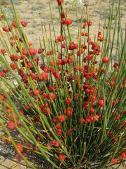 Ephedra