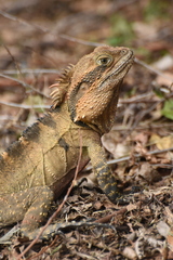 Intellagama lesueurii
