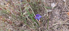 Chamaescilla corymbosa