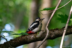 Dendrocopos major