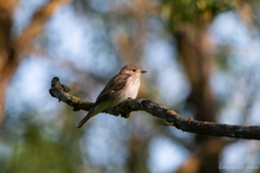 Muscicapa striata