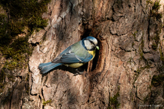 Cyanistes caeruleus