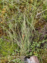 Carex rostrata