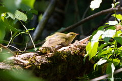 Phylloscopus sibilatrix