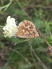 Polyommatus coridon