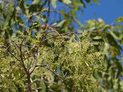 Lichmera