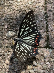 Hestina assimilis