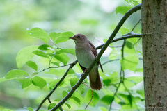 Luscinia luscinia