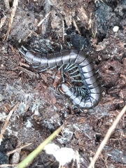 Cormocephalus esulcatus