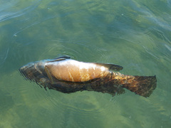 Epinephelus aeneus