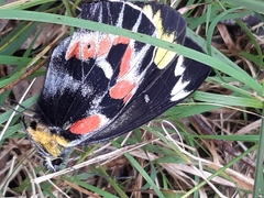 Delias harpalyce