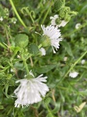 Gymnocoronis spilanthoides