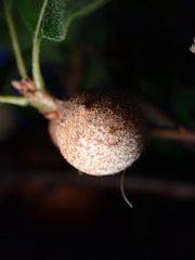 Burnettweldia washingtonensis