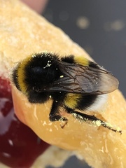 Bombus