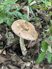 Russulaceae
