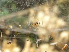 Frontinellina frutetorum