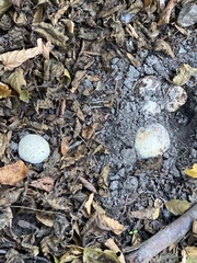 Agaricus xanthodermus