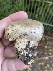 Agaricus xanthodermus